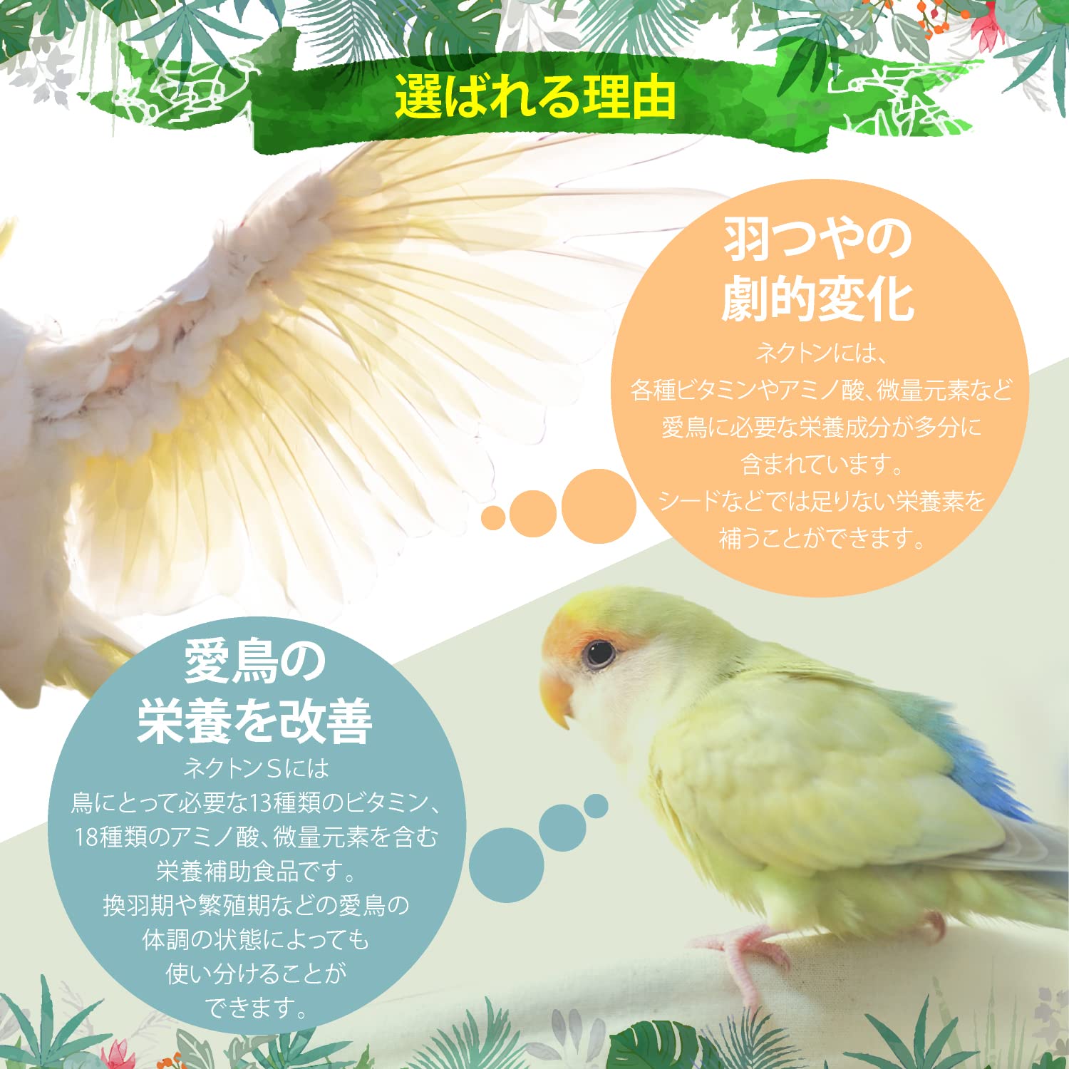 «えめ»鳥用 フード・サプリメント セット1 Amazon | ネクトン S 35g NEKTON 鳥 アルミ包装 サプリ 鳥餌 インコ 鳥