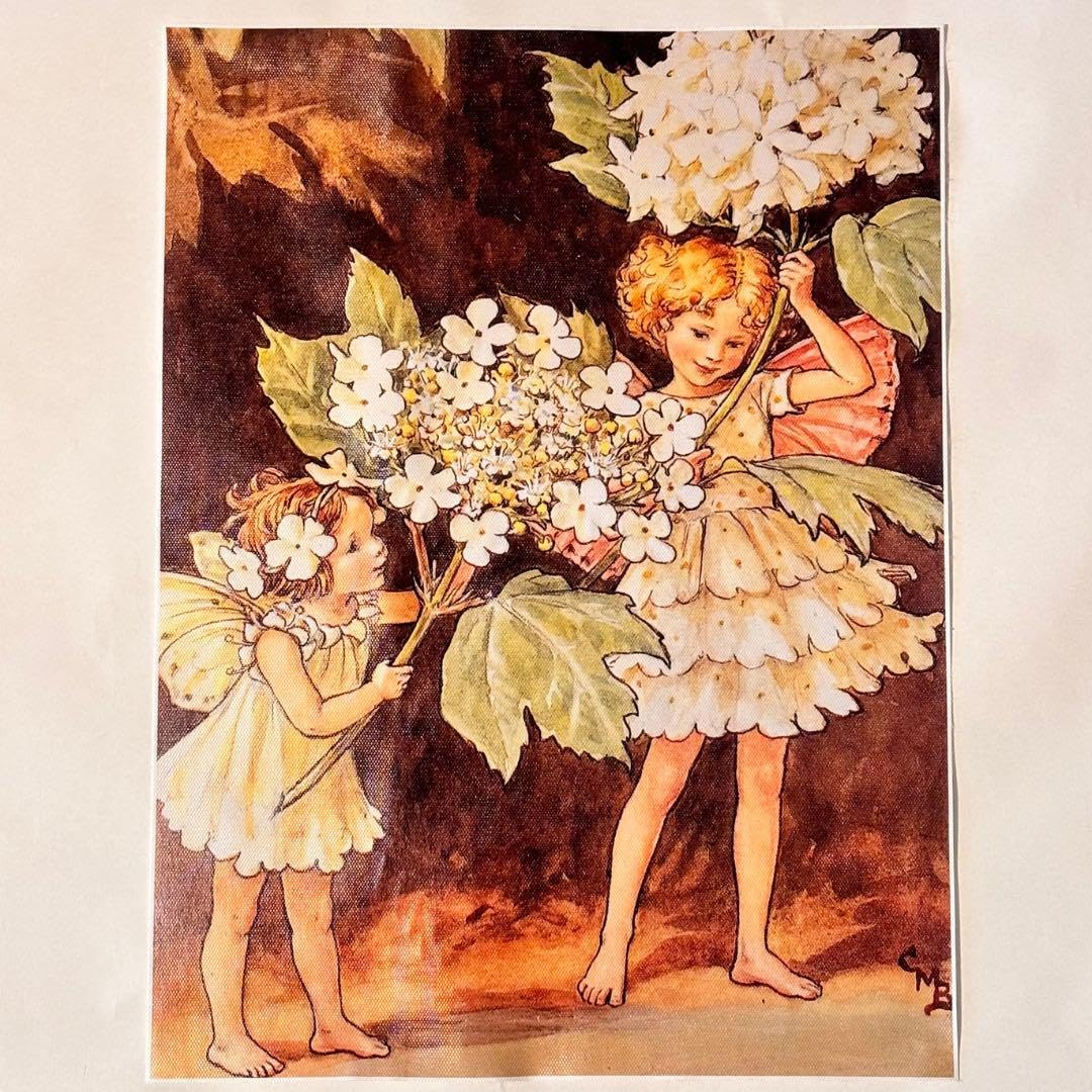 Amazon.co.jp: シシリーメアリーバーカー フラワーフェアリーズ