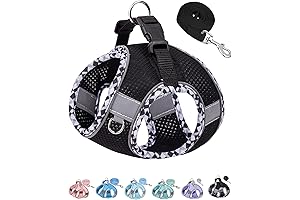 A Darling Dog Harness for Your Small Doggie
