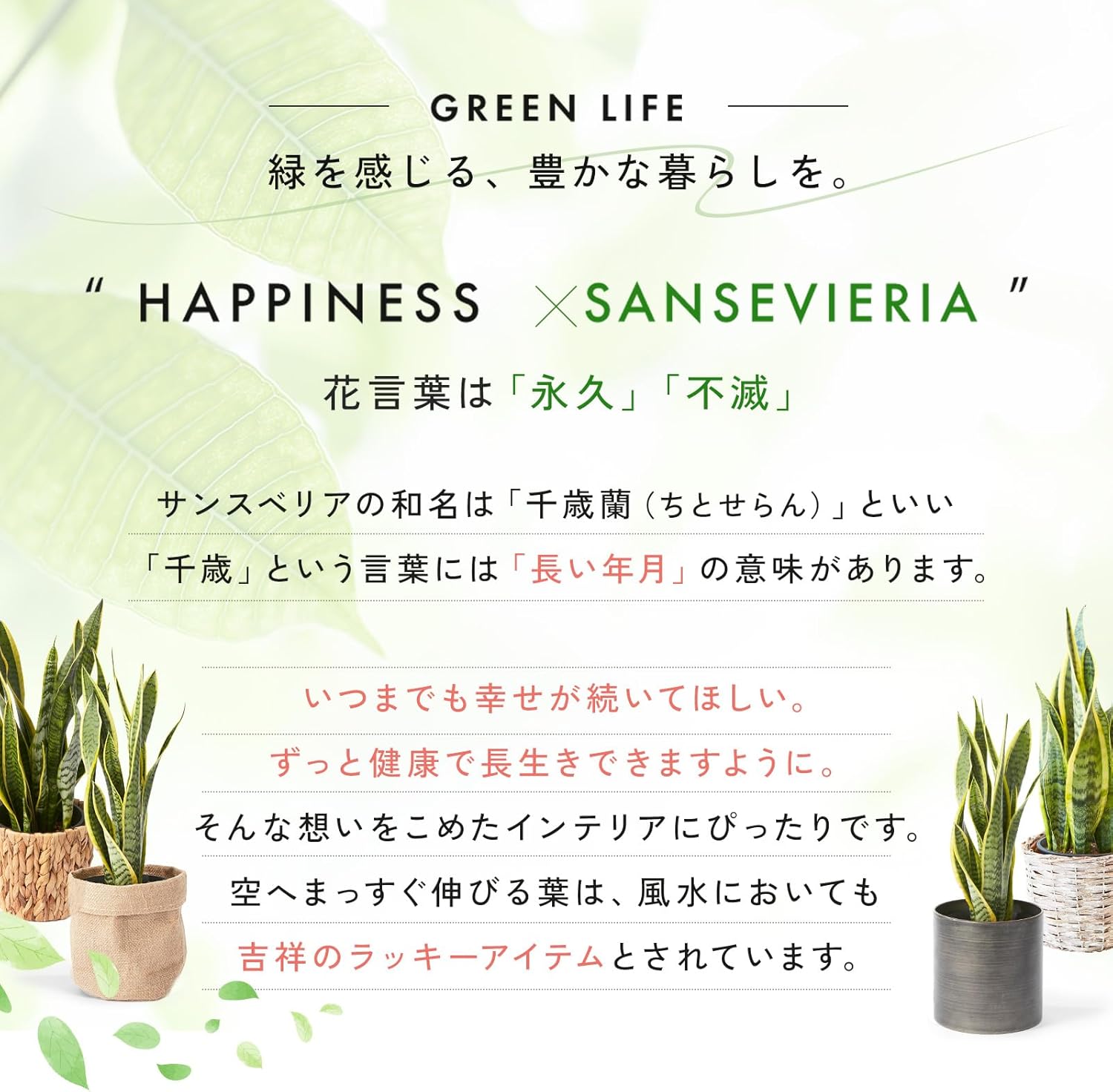 かご付きサンスベリア 梱包状態