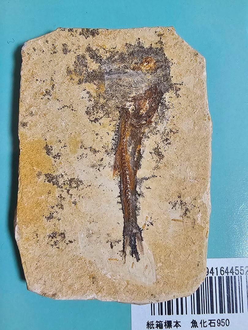 魚化石 約1億年前 進化の空白を埋める4億年前