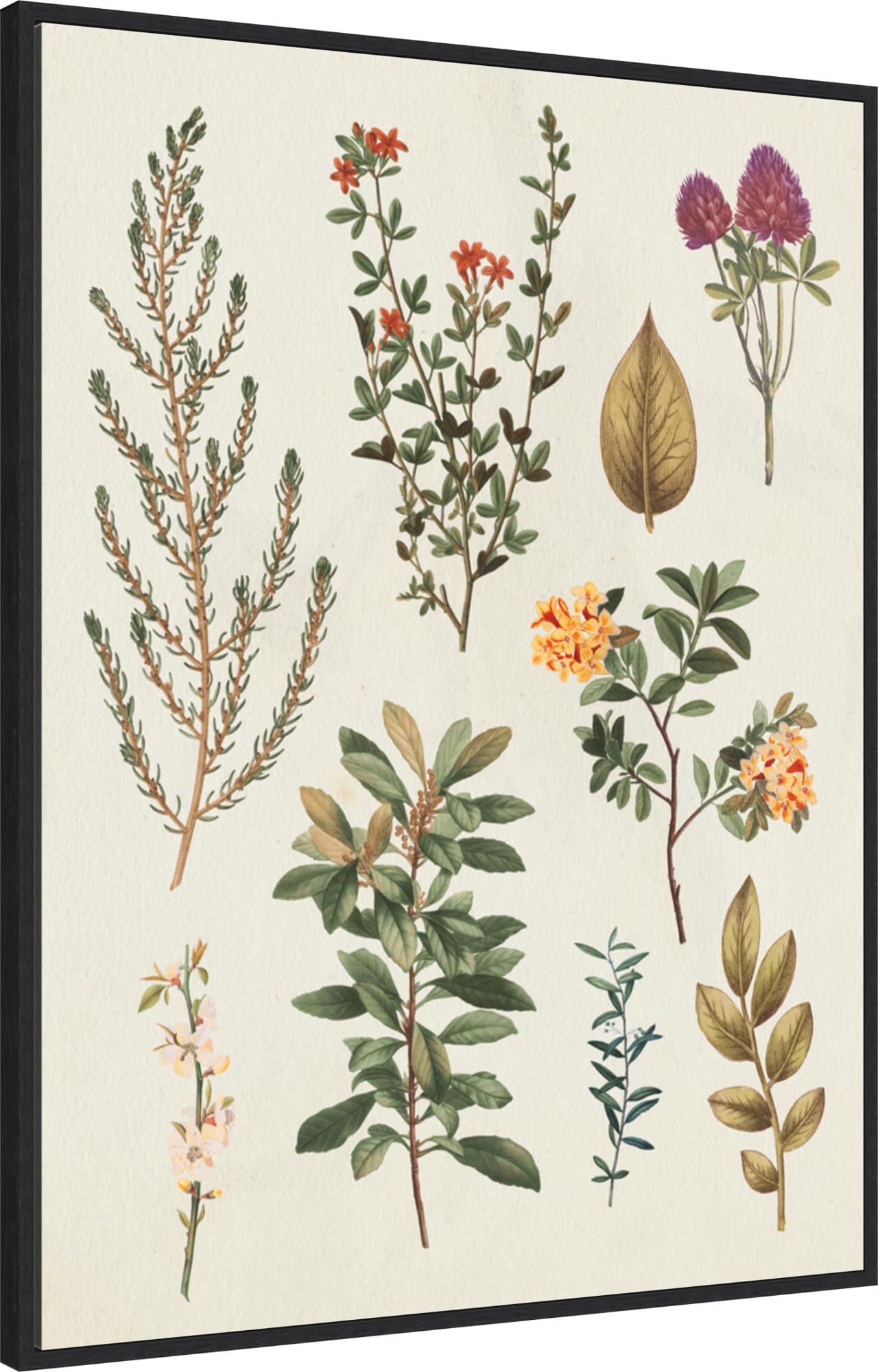 Amanti Art Framed Canvas Wall Art 42x32 Victorian Garden III Autumn Crop II by Wild Apple Portfolio, Framed Wall Art Canvas, Flowers Artwork, Modern Decor, Oversize Poster Painting for Living Room,