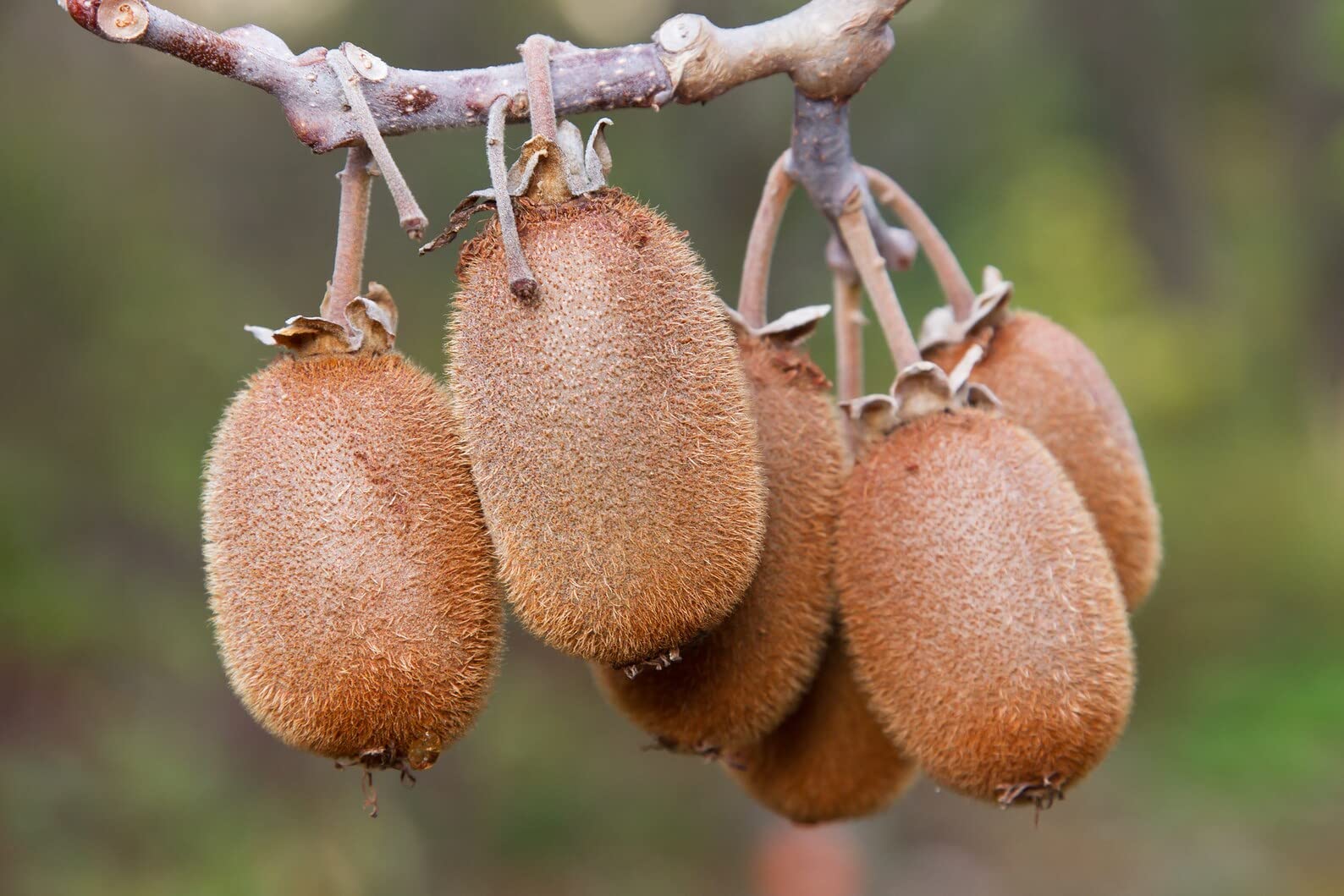 Nursery Live Rare Kiwi " Golden " Exotic 50 Fruit Seeds for Growing (B0BS3NYRK9) Amazon Price History, Amazon Price Tracker