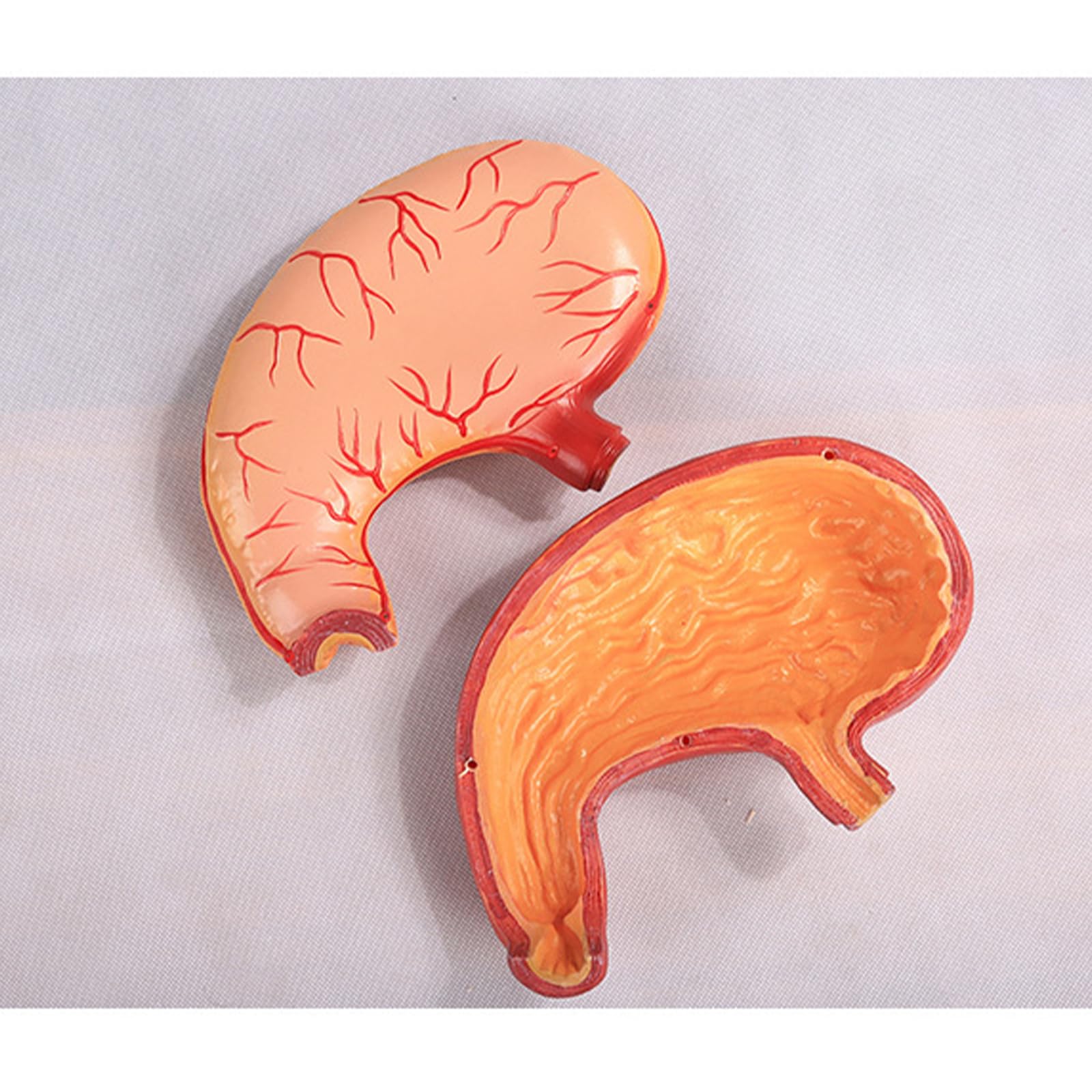 Model anatomii żołądka PVC edukacja medyczna struktura żołądka widok-model