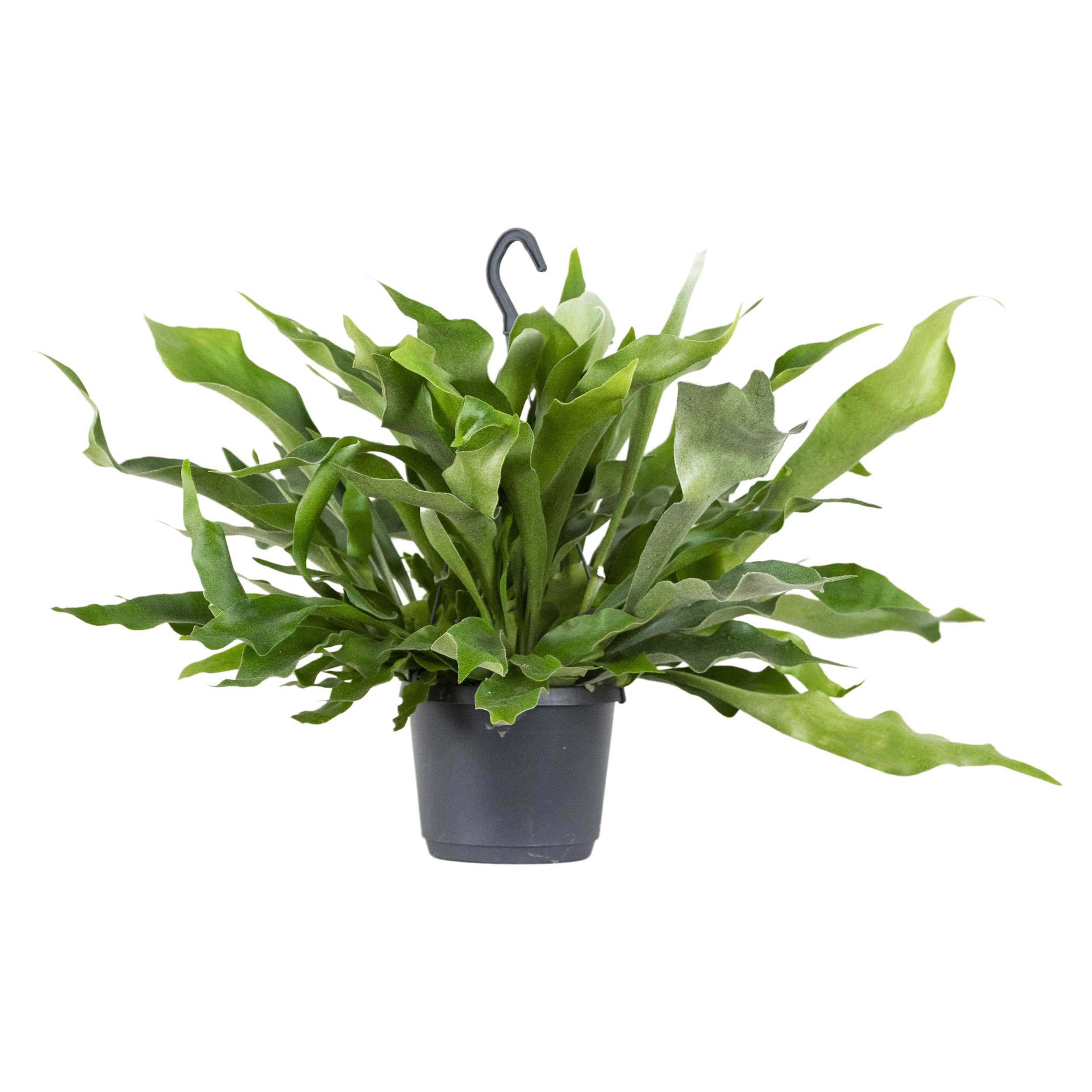 Bloomique - Platycerium bifurcatum - Helecho cuerno de alce - Plantas de interior - Colgantes - Apta para mascotas - Purificadora del aire - Altura 30-40 cm - Maceta colgante 17 cm