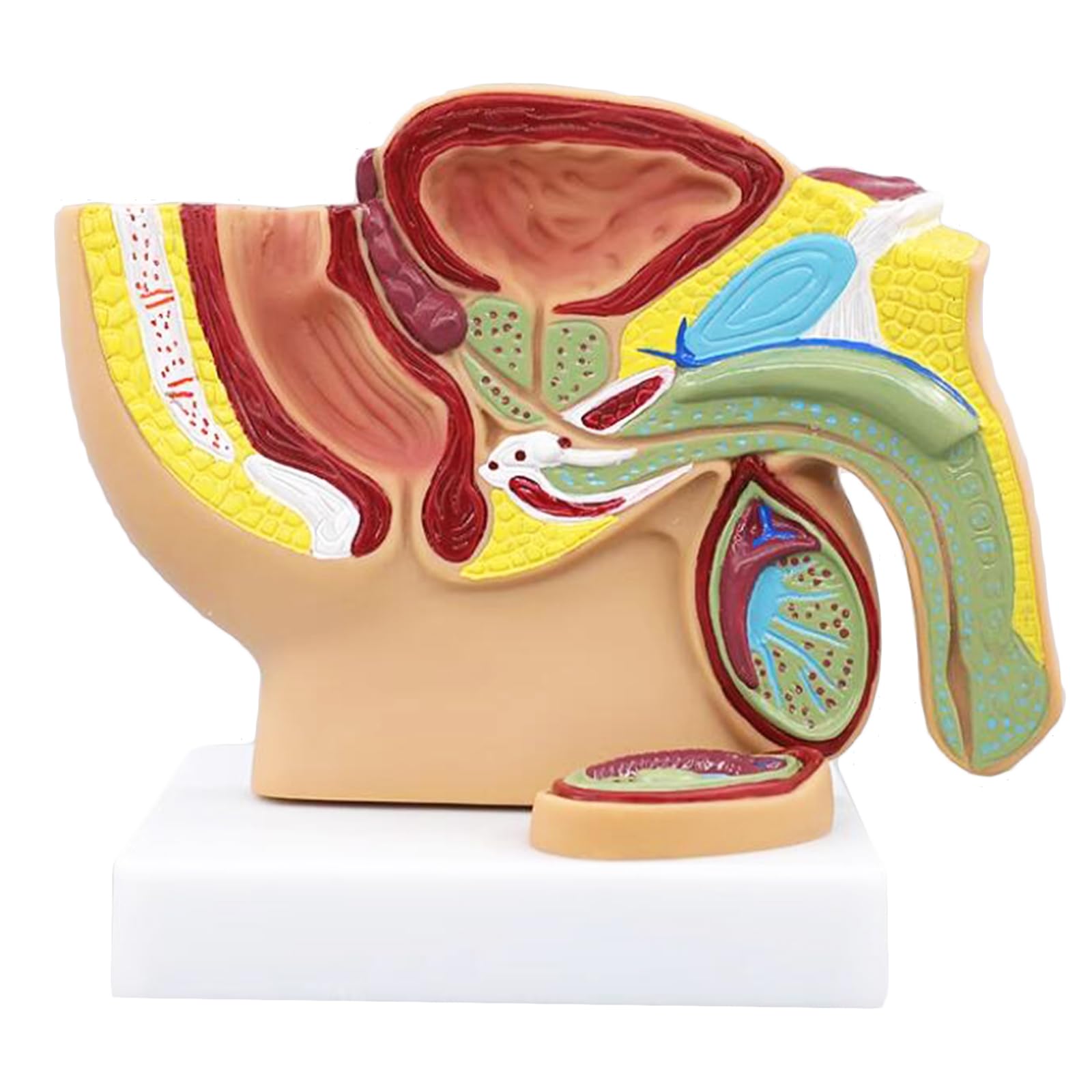 YRQMGSF Human Pelvis Model - Median Sagittal Section Model - Pelvis, Uterus, Bladder, Perineum, Genital Anatomy Model for Science Teaching Tool,male,17cm