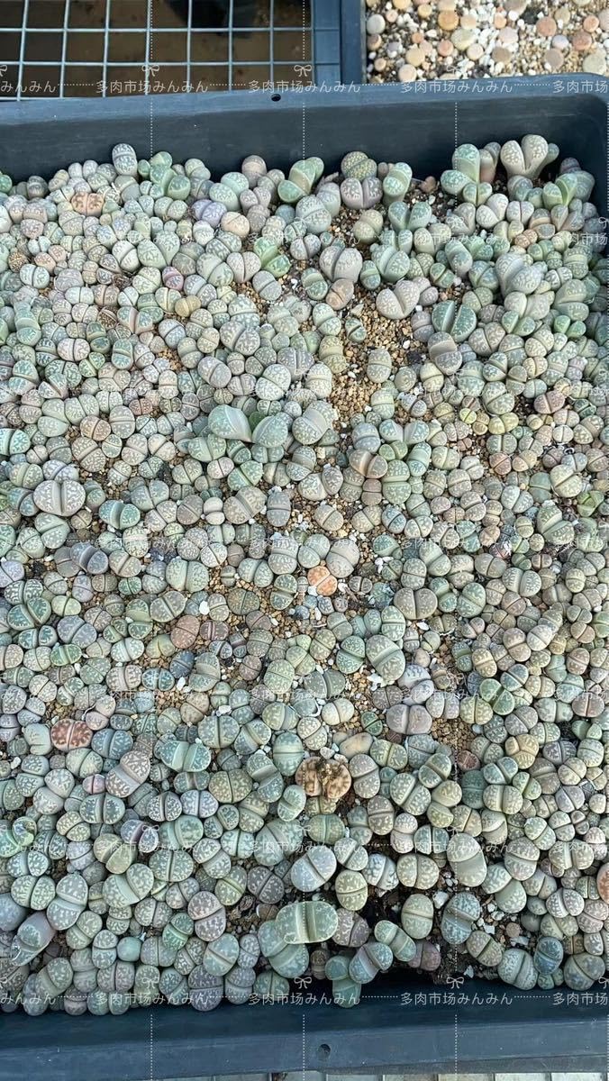 8/4 発送kamekichinosuke3様 確認用 多肉植物リトープス抜き苗 多肉 8/4 発送kamekichinosuke3様 確認用 多肉植物リトープス抜き苗 多肉