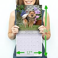 Vista 625 de Razas de Perros 2017