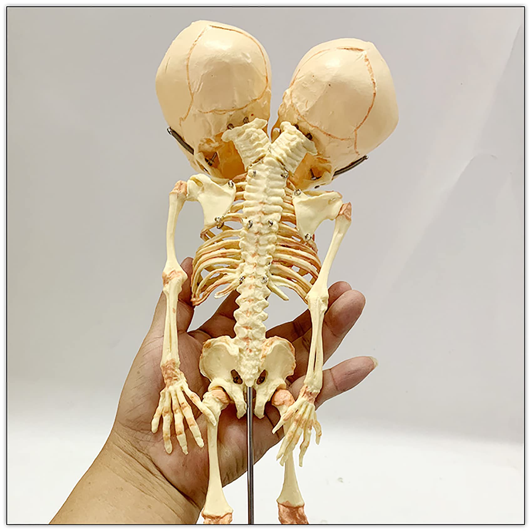 35Cm dwugłowy model szkieletu niemowlęcia, ludzka dziecko czaszka model anatomiczny mózgu do badania medycznego nauczania nauczania dekoracji wnętrz