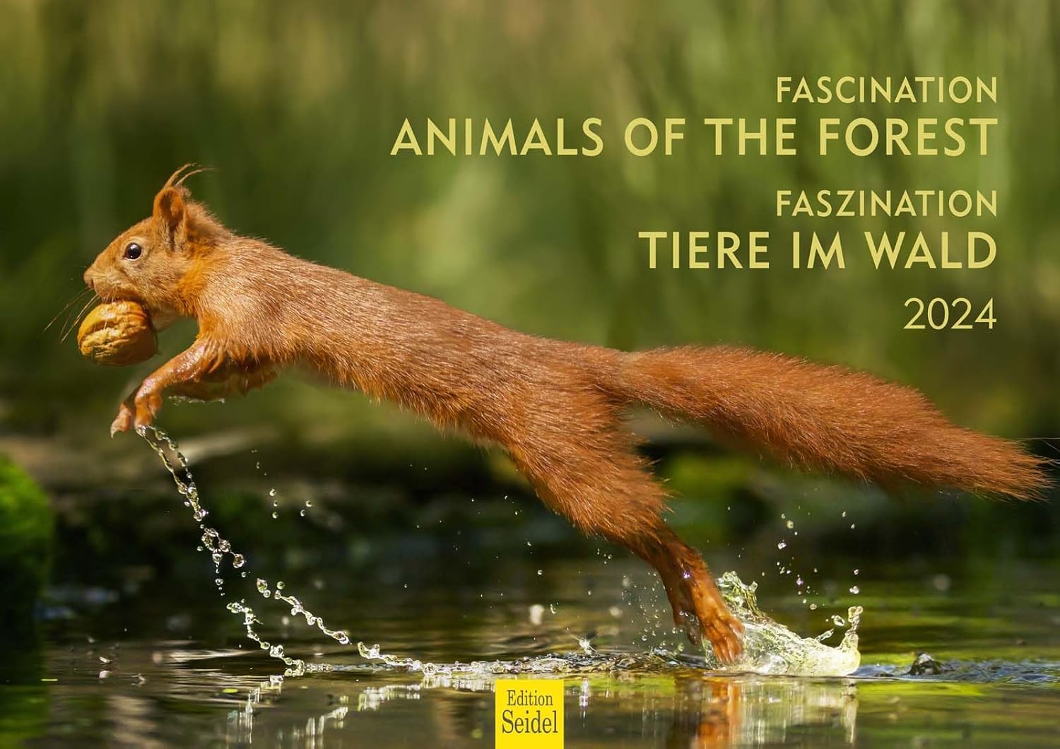 Edition Seidel Lot De 5 Cartes De Convalescence Premium (20572