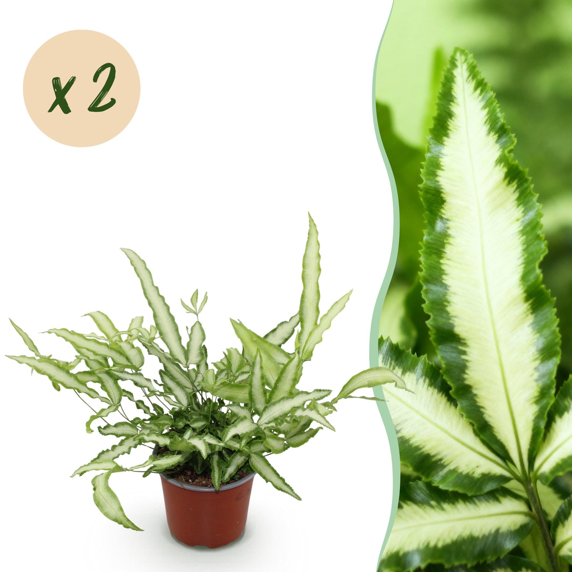 Pteris cretica Albolineata Flügelfarn, 2 Pflanzen, Ø12cm, 28-30cm