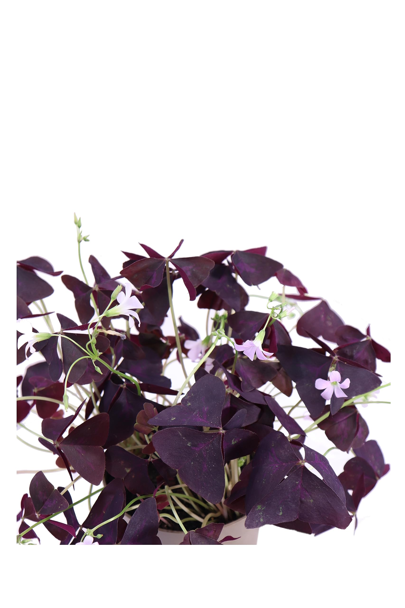 Pianta di Oxalis Pianta di Ossalide Pianta di Acetosella pianta da esterno pianta da fiore pianta da giardino pianta ornamentale pianta vera venduta da eGarden.store (Ossalide Viola v.12 cm)