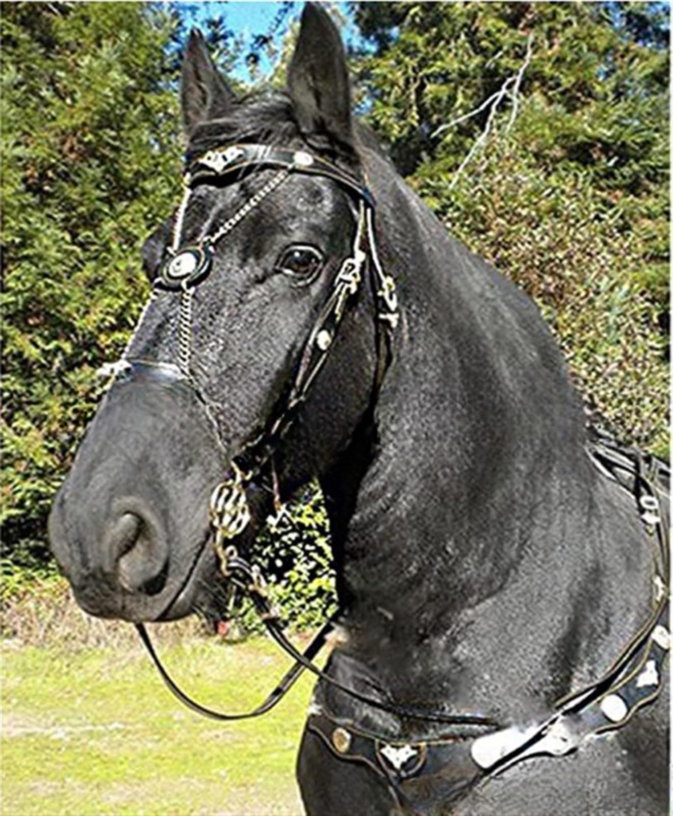 THE WHITE SHOP Adjustable Horse Bridle with Buckle, Riding Training Rope for Horse Accessories, Horse Racing Equipment, Equestrian Supplies, harness，Holiday Gift (Color : BLACK)