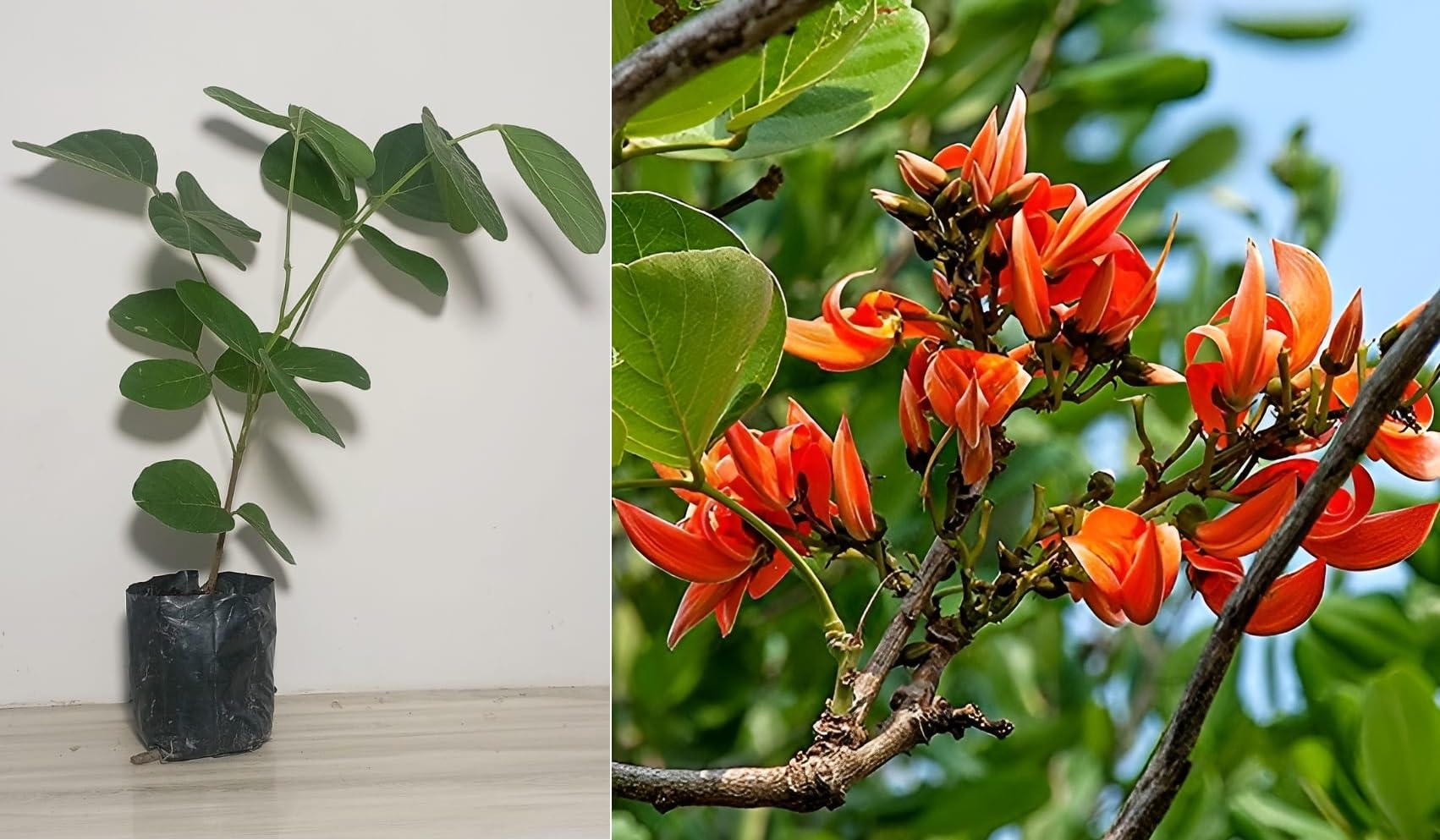 Green view Live Exotic polash Flowering Plant Palash Michelia Champaca Rare And Precious Magnolia/Plants For Home Garden Plant(1 Healthy Live Plant) (B0CK4SHCW8) Amazon Price History, Amazon Price Tracker