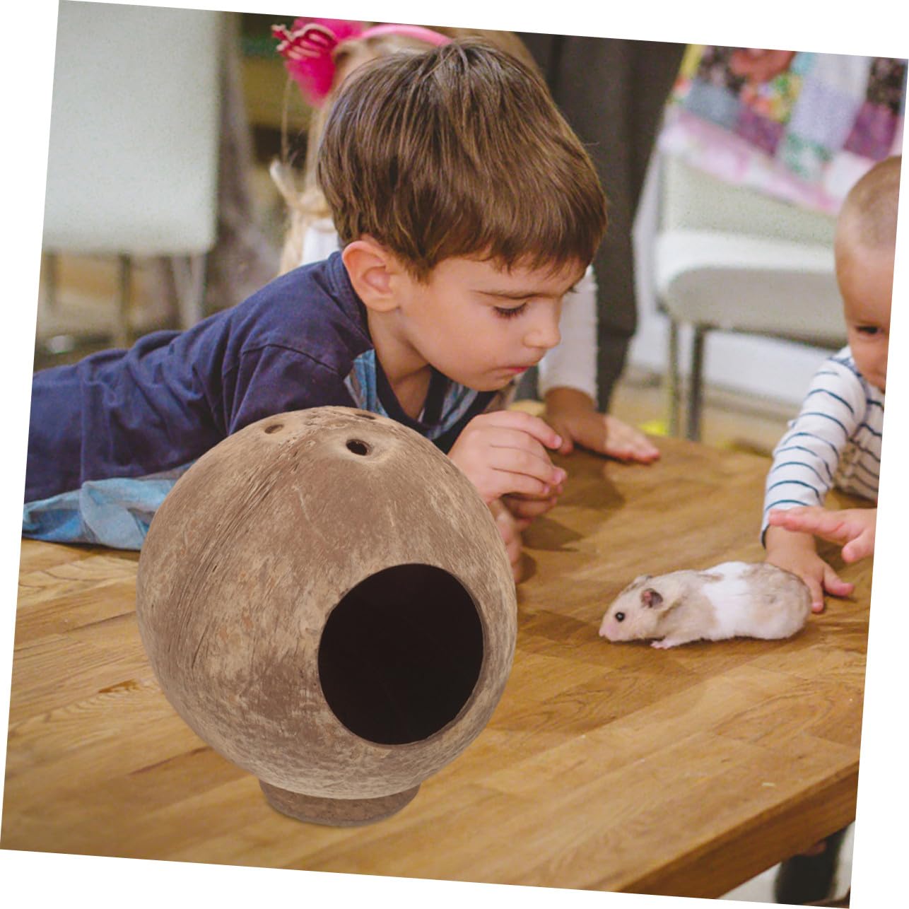 ifundom 2stücke Kleintierversteck Aus Kokosnussschalen Hamsterhaus Für Meerschweinchen Rattenhaus Mit Naturmaterialien Zartes Versteck Für Eichhörnchen