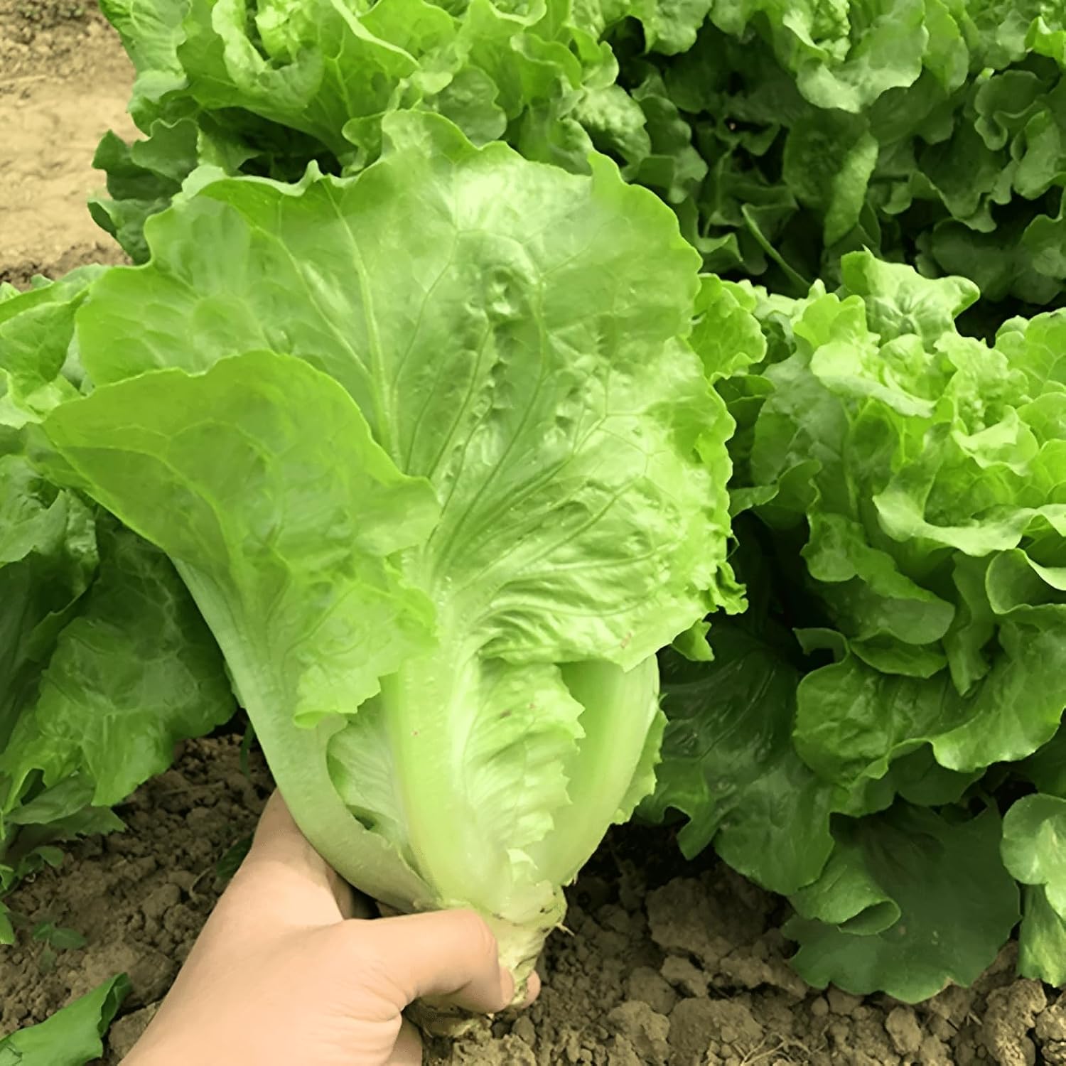 350 Seeds, Paris Island Romaine Lettuce Seeds Home Garden Vegetable Fruits Home Outdoor Garden Vegetable Fruits NO-GMO Heirloom Seeds