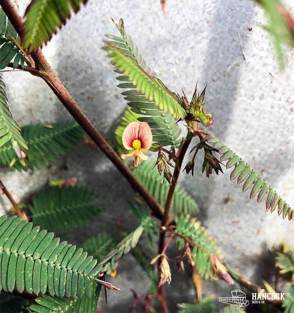 Hancock Seed Co. Aeschynomene Seeds, Coated & Hulled, 5 Lb. Bag 5 lbs.