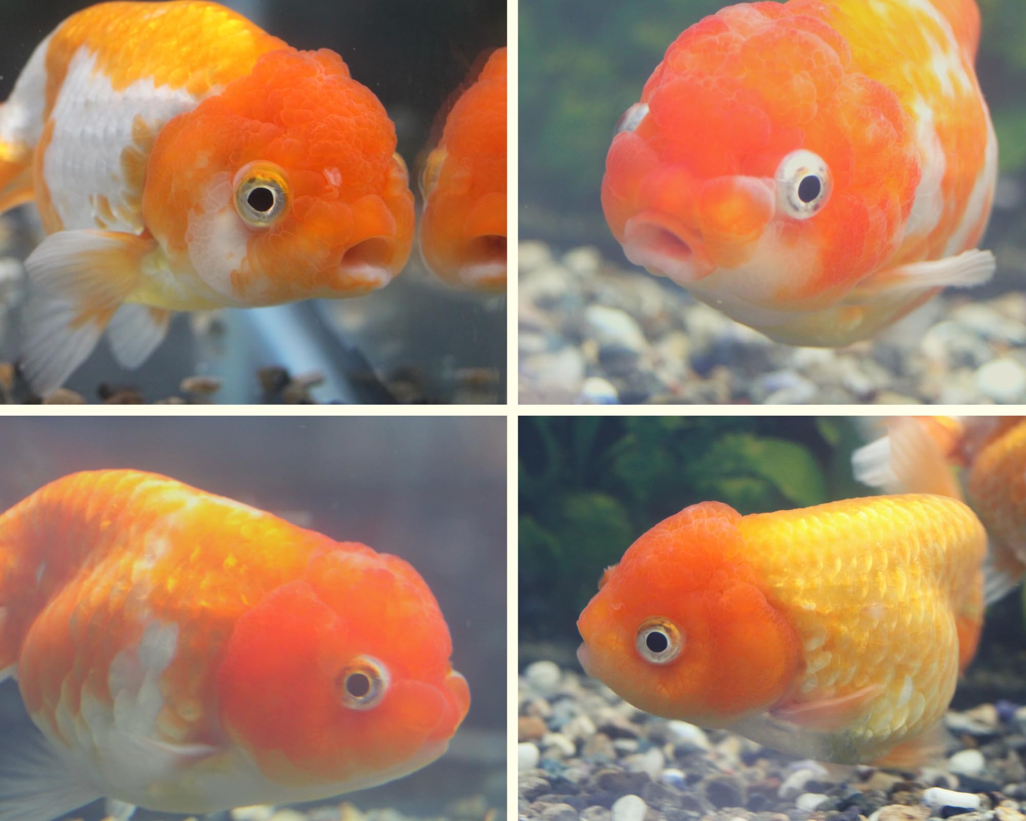 Amazon | 【極上】 らんちゅう 生体 1匹 3才 大きい国産ランチュウ
