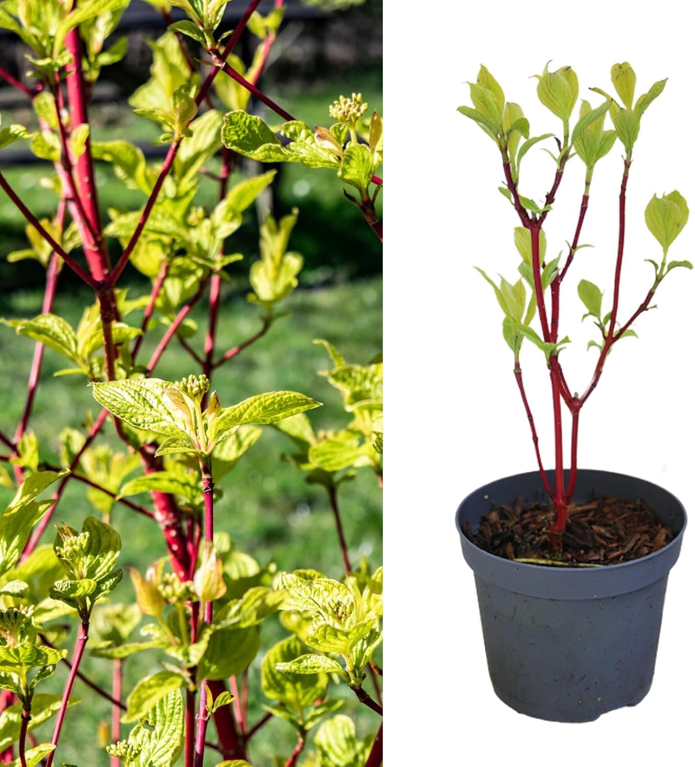 Carbeth Plants - Cornus Alba Sibirica - Siberian Dogwood in 9cm Pot