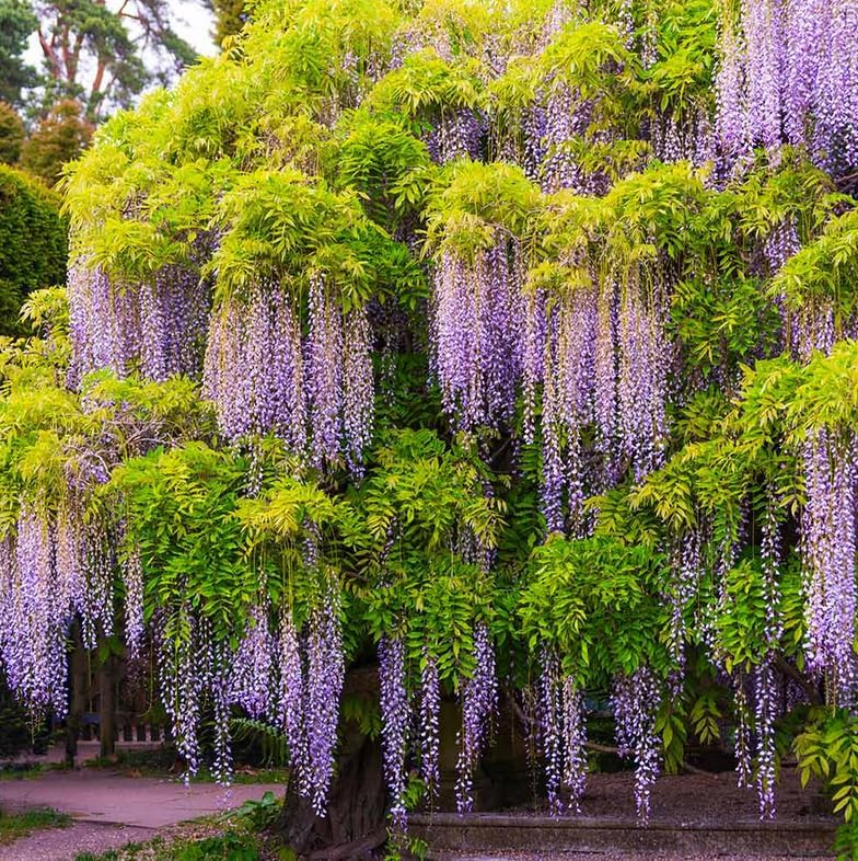 Violet-Purple Chinese Wisteria Tree - 8-16" Tall Live Plant - Quart Pot - Blue-Violet Flowering Wisteria Seedling - Fast-Growing - Wisteria sinensis