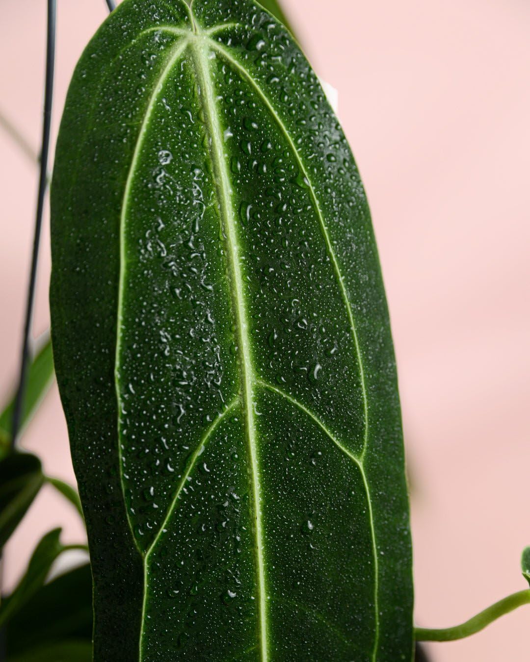 Anthurium Warocqueanum | Plantas Naturales Interior | Pur Plant