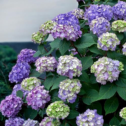 Miniatura 4 de BloomStruck - Hortensias de verano sin fin (1 galón) arbusto caducifolio con flores vívidas de color rosa o morado, sombra parcial para plantas