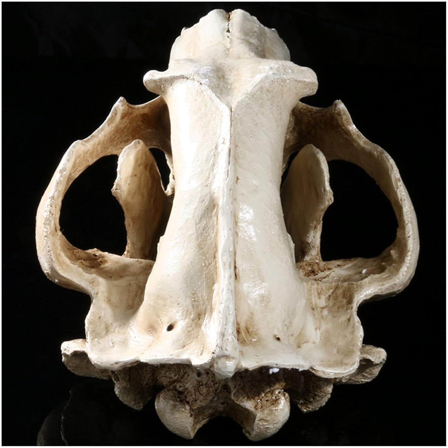 Cranio di animale, replica del teschio di orso polare in resina, modello di testa di anatomia del teschio di animale, collezione di strumenti educativi for studi veterinari, decorazione