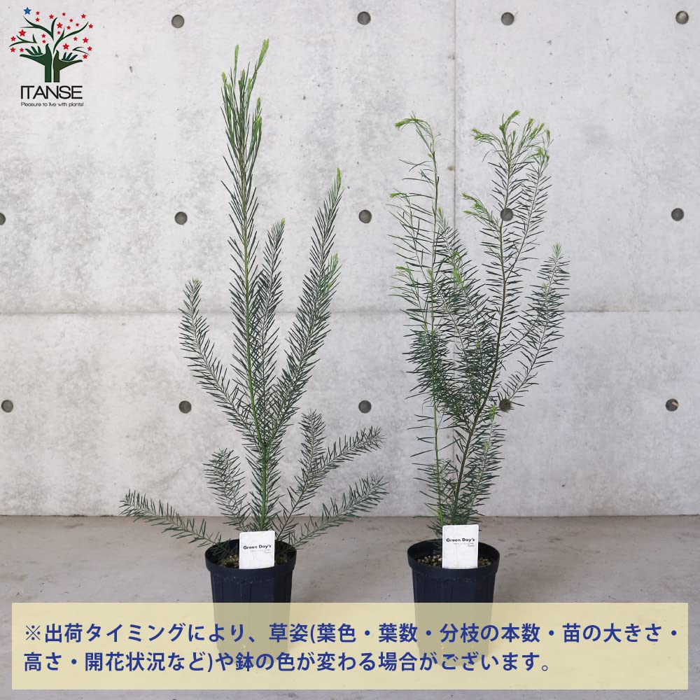 Amazon.co.jp: アカシア・スノーウィーリバーワトル 5号鉢苗【品種で