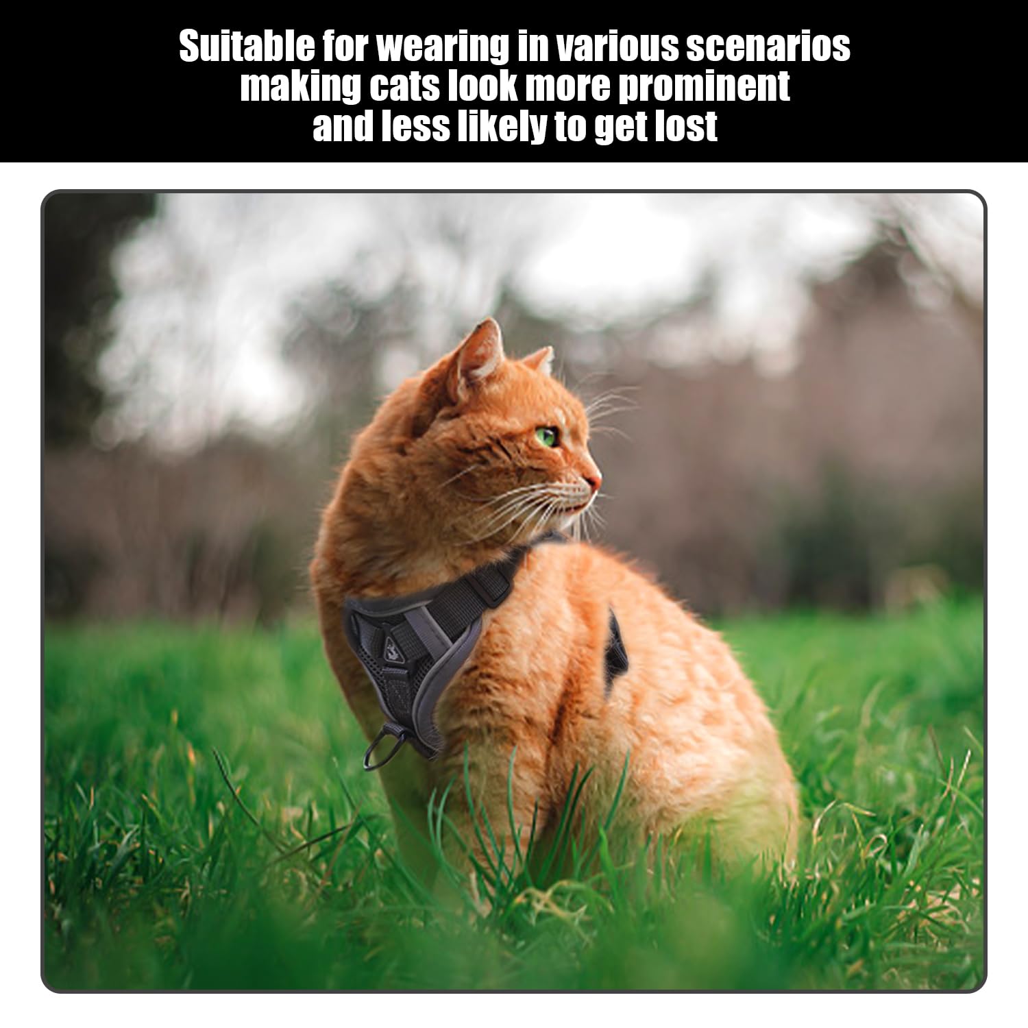 1 Pezzo di Pettorale per Animali Domestici con Guinzaglio, 1 Pezzo di Collare Riflettente per Animali Domestici, Collare per Gatti, Guinzaglio per Camminare All'Aperto.