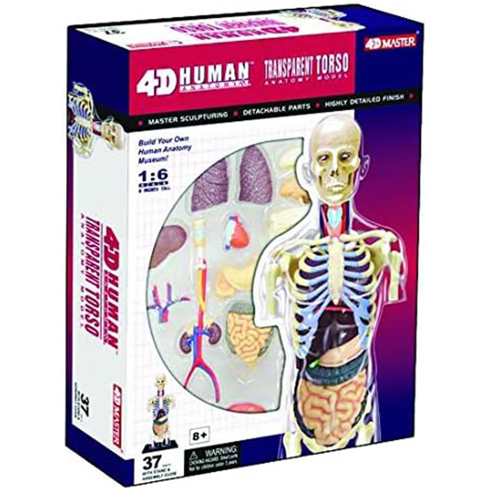 Amazon.com: WADPP 4D Transparent Human Anatomy Torso Model Kit, 1