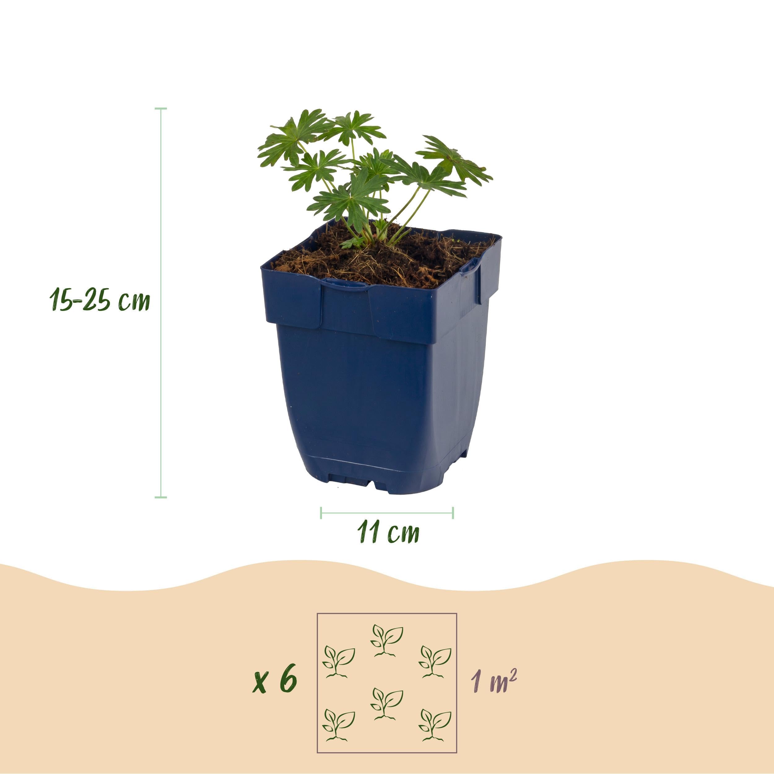 Géranium sang. Album - Bec-de-cigogne - Couvre-sol - Blanc - 24 plants - 15-25cm - Ø11cm - Plante de jardin