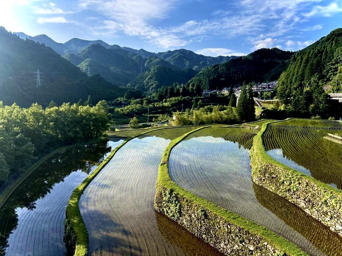 Amazon.co.jp: 【熊本県産・阿蘇の天然水育ち】 玄米 無洗米 5kg 令和7