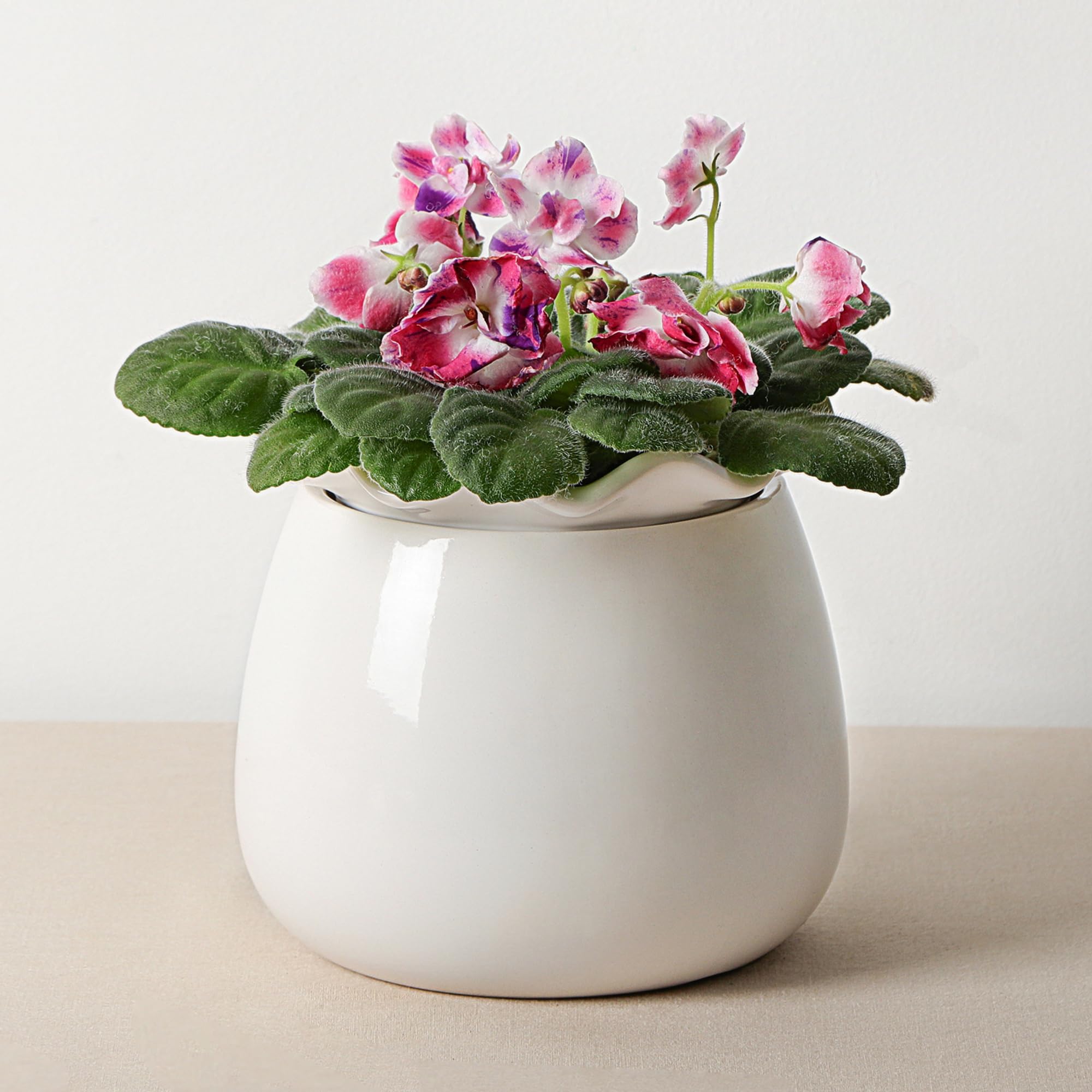 Fayoula Self Watering Plant Pot, 6 Inch African Violet Pots Maintenance, Ceramic Self-Watering Planter for Indoor Plants - Ideal Flower Pot for Thriving Indoor Gardens, White