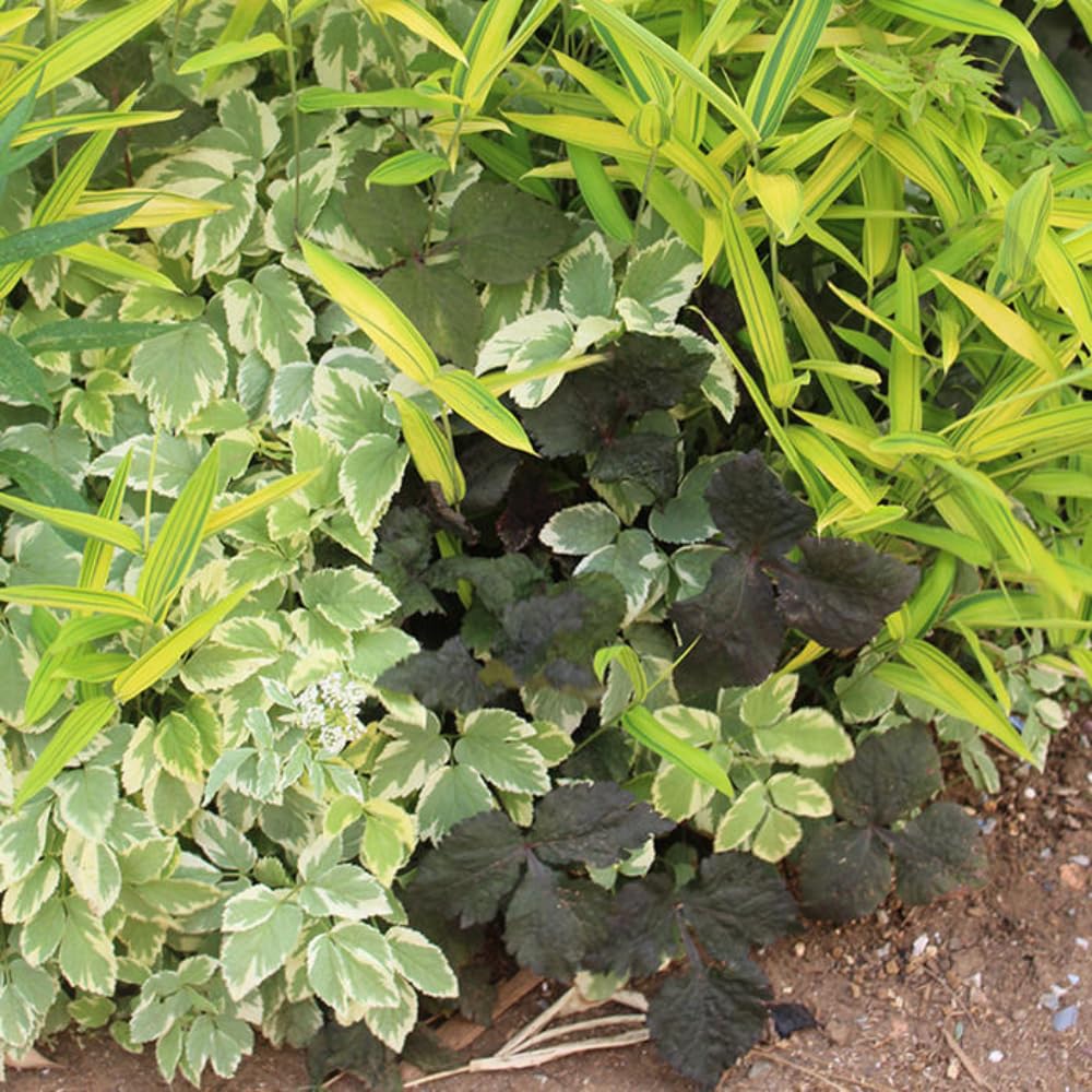 葉 シダ(羊歯)ヒトツバ(一ツ葉)3号(1ポット)常緑性多年草 | チャーム