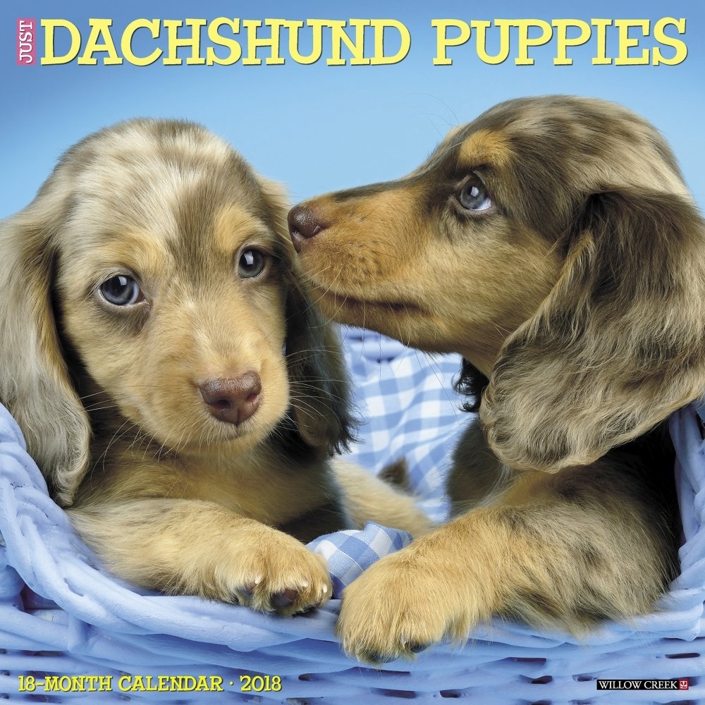 Just Dachshund Puppies 2018 Calendar Calendar – Wall Calendar, July 10, 2017