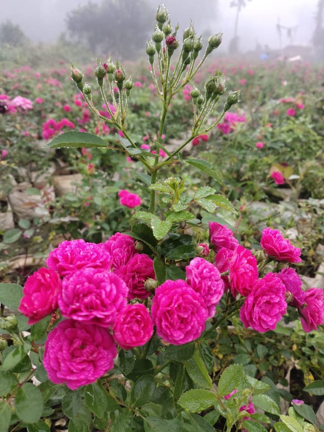 BAHAN® Traders Live Miniature (Mini) Rose Damask Rose Plant, Button, Rosa, grafted Gulab Pink Color Flower Tree for Outdoor Gardening (B0C34GKVW7) Amazon Price History, Amazon Price Tracker