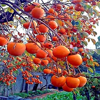 Mixrug 30+ Organic Fuyu Persimmon Seeds for Planting Outdoors,Diospyros Seeds Non-GMO Heirloom,Cold Hardy Fruit Tree Seed High Germination for Home Outdoor Garden