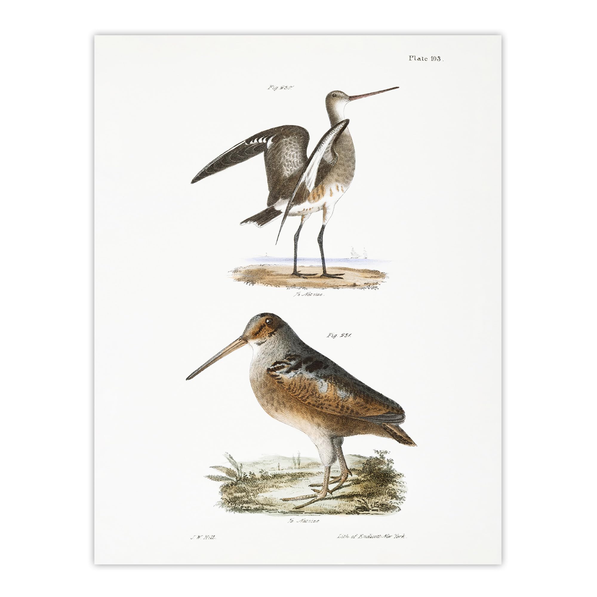 Artery8 James De Kay Ring Tailed Marlin and American Woodcock XL Wall Art Print 24X32