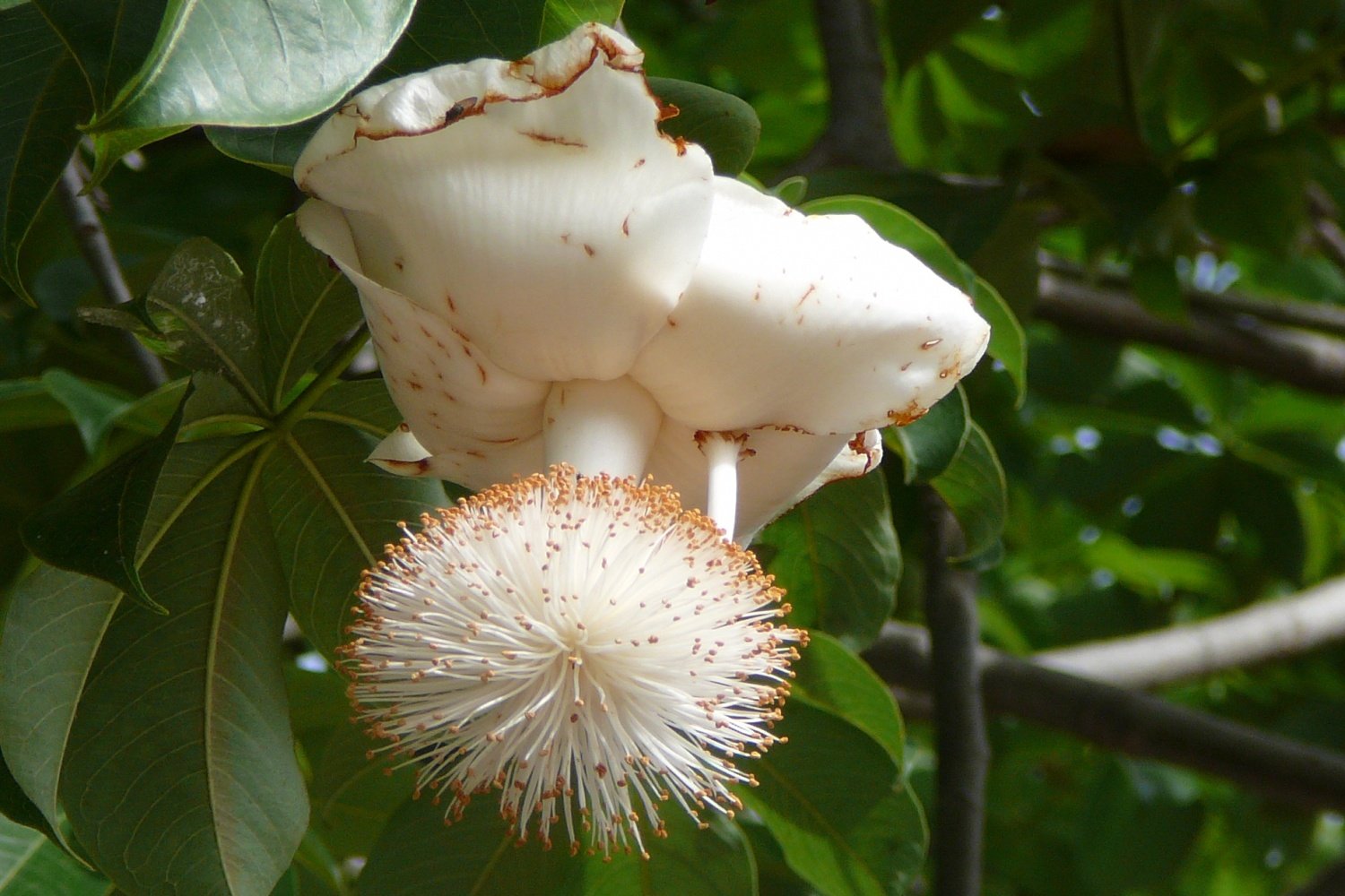 SAFLAX - Afrykańskie Drzewo Baobabu - 6 Nasiona - Adansonia digitata