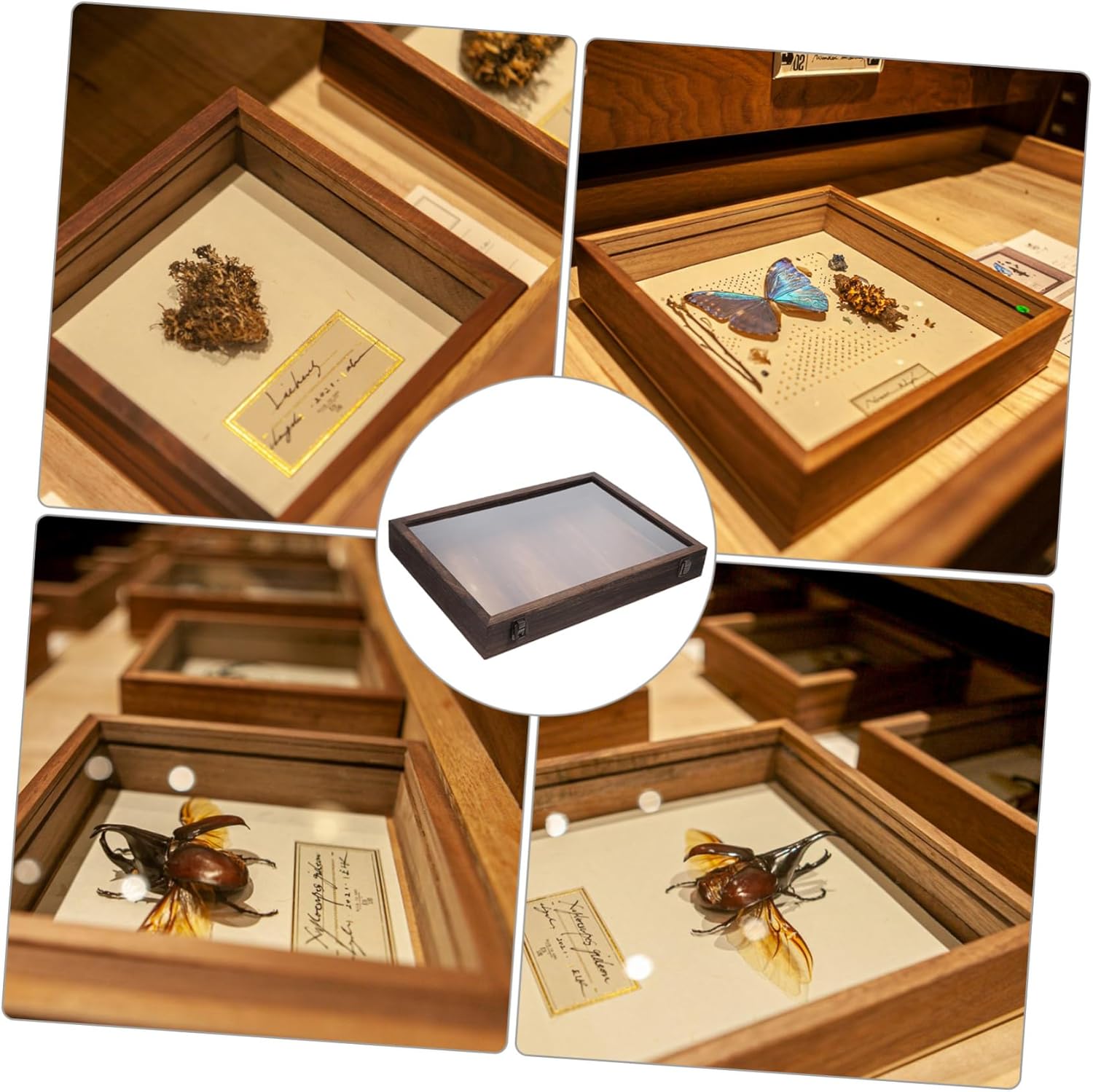 Zerodeko Real Butterfly Specimen Display Case Wooden Dried Flower Shadow Box Cover for Preserving Butterflies and Plants Decor