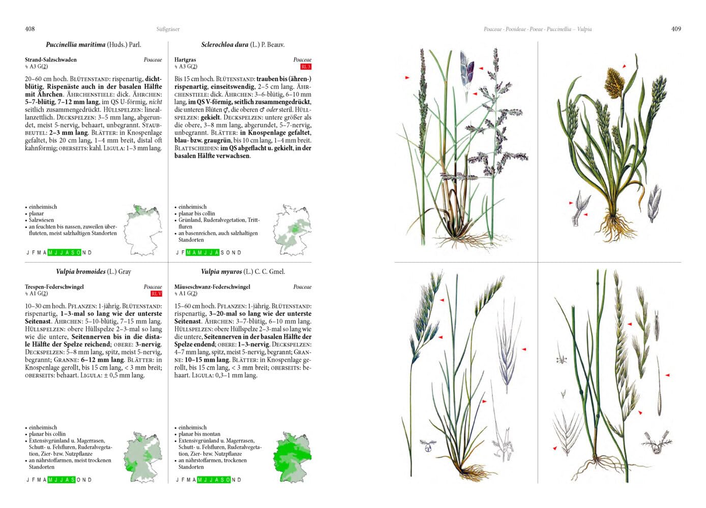 Die Flora von Deutschland. Alle heimischen Arten: Über 2.500 Pflanzen. Mit Bestimmungsschlüssel.