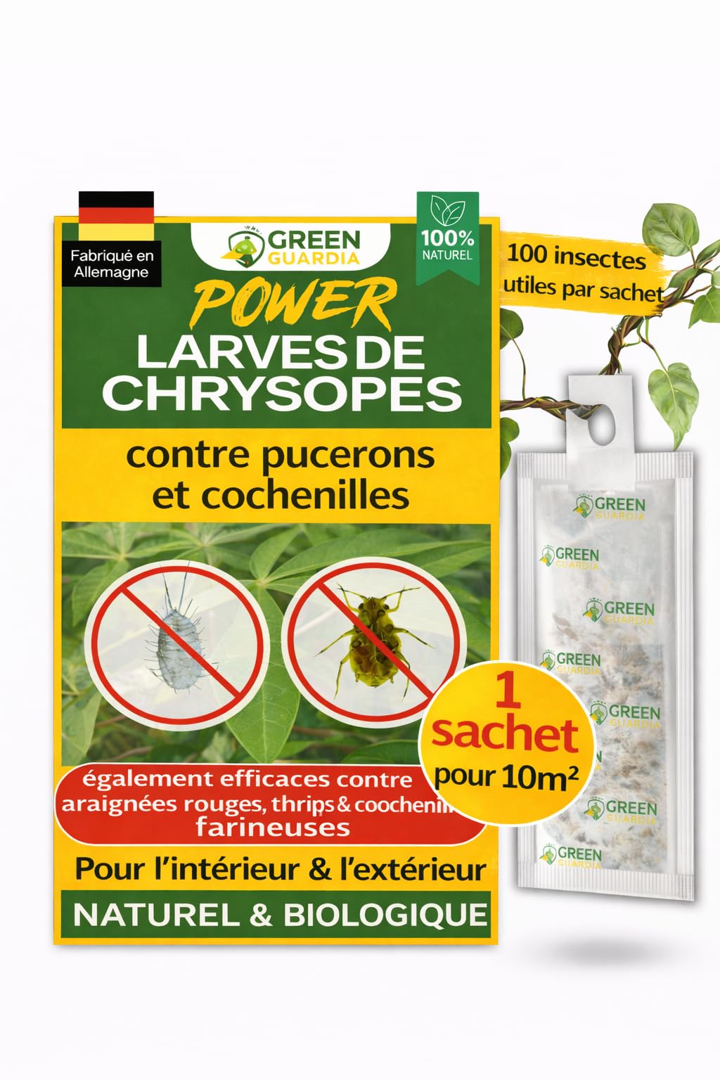 Œufs de larves de chrysopes, traitement bio anti cochenilles farineuses - 7