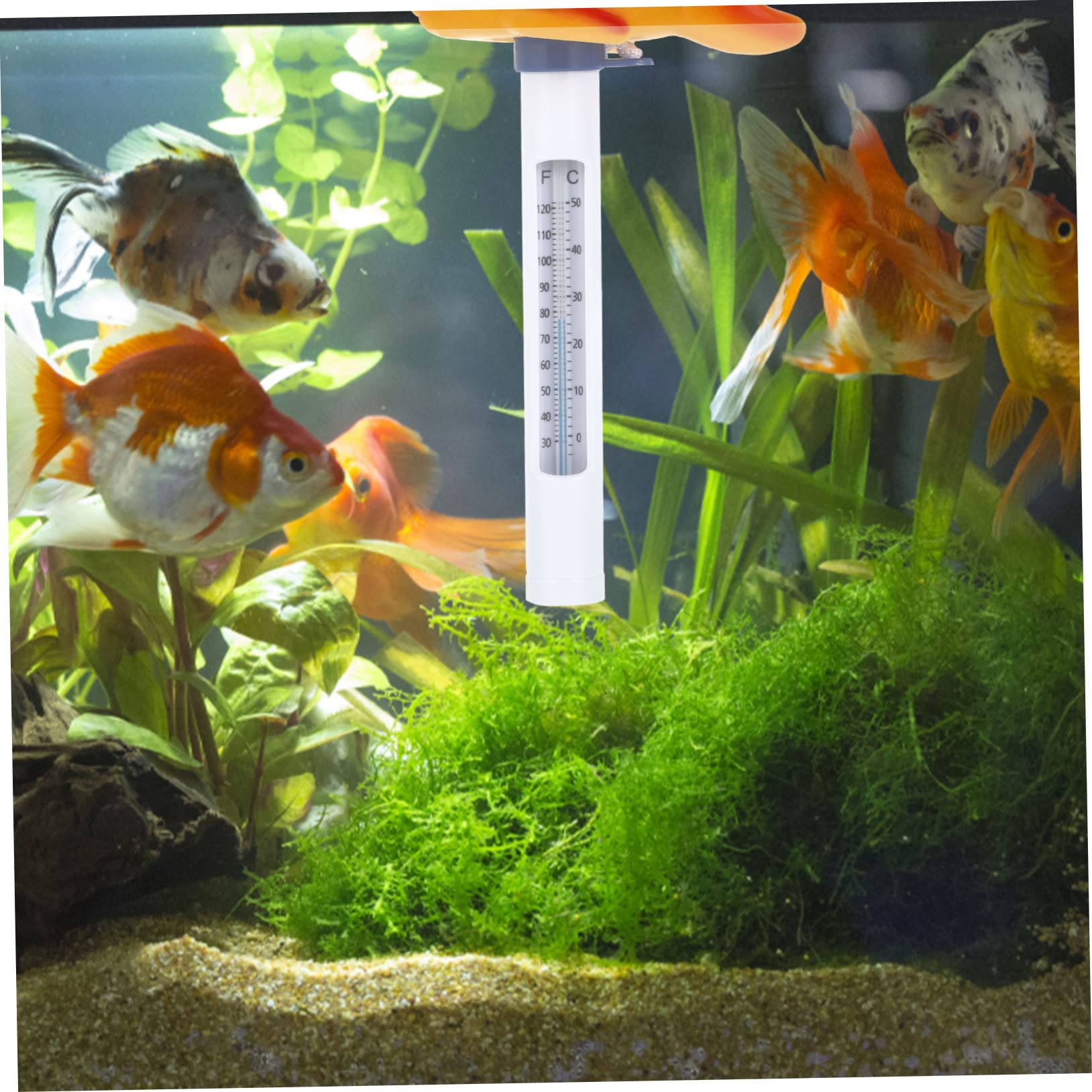 BESPORTBLE 3 Pièces Thermomètre jouet de bain étang jouets d'animaux jouets d'extérieur jouet d'extérieur avec échelle poisson rouge flotteur en plastique bassin piscine