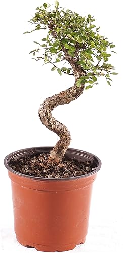 Miniatura 8 de Brussel's Bonsai Paquete de regalo de árbol de olmo chino vivo para exteriores, árbol bonsái pequeño, kit de bonsái con maceta de cerámica
