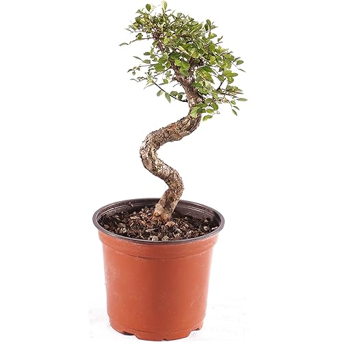 Brussel's Bonsai Live Chinese Elm Outdoor Bonsai Tree 8 Years Old 8"-10" Tall in Plastic Grower Pot, Medium