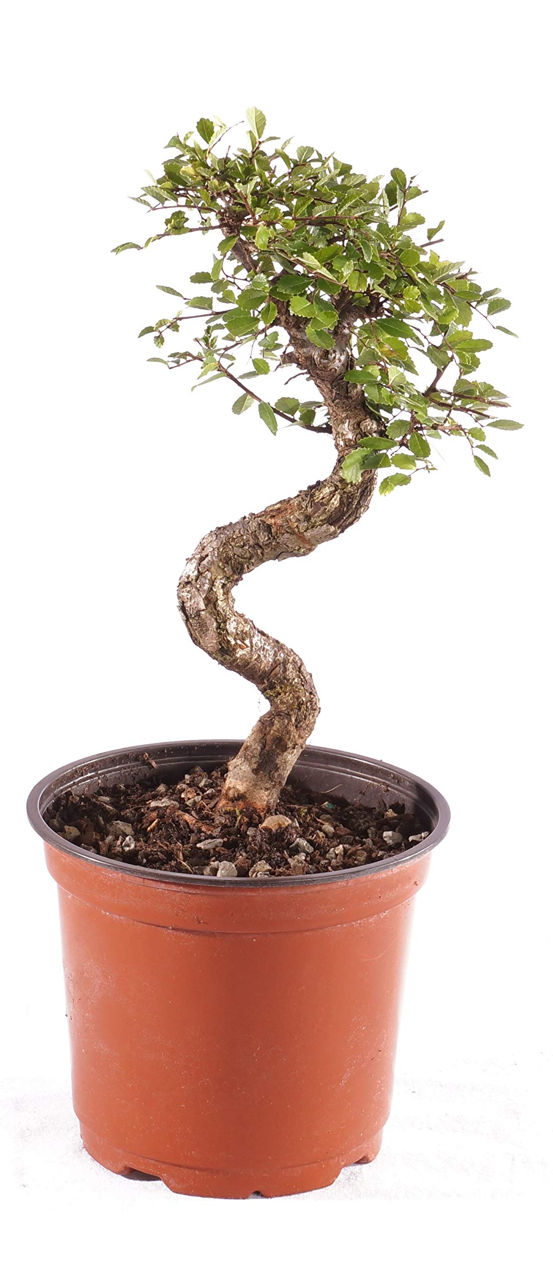 Brussel's Chinese Elm Bonsai