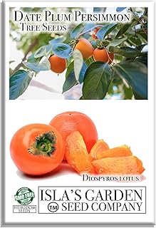Date Plum Persimmon Tree Seeds (Diospyros Lotus) – 30+ Non-GMO & Heirloom Seeds, Exotic & Rare Fruit Tree, 80% Germination Rate, by Isla’s Garden Seeds, Unique Edible Landscape Addition