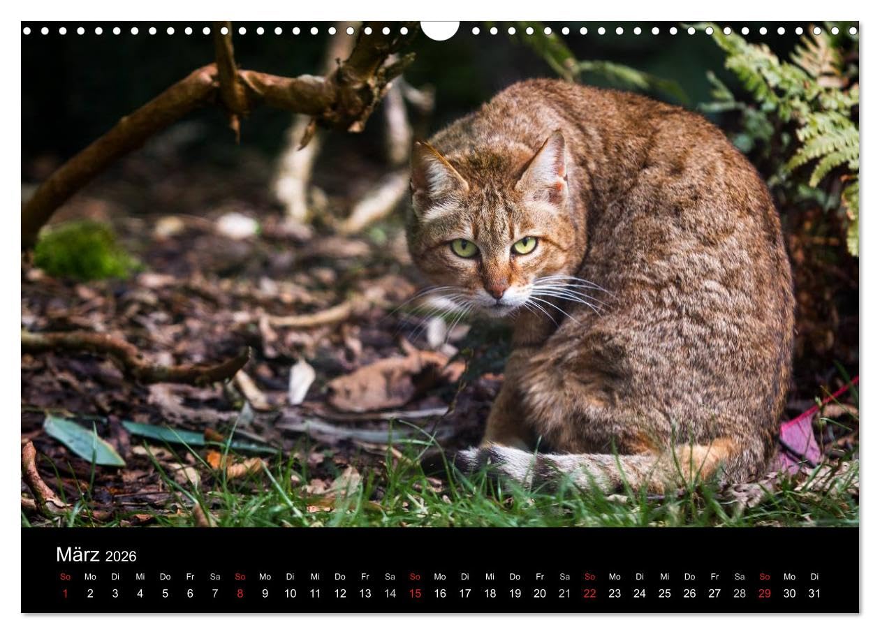 Wildkatzen - scheue Samtpfoten (Wandkalender 2026 DIN A3 quer), CALVENDO Monatskalender: Beeindruckende Fotografien der europäischen Wildkatze