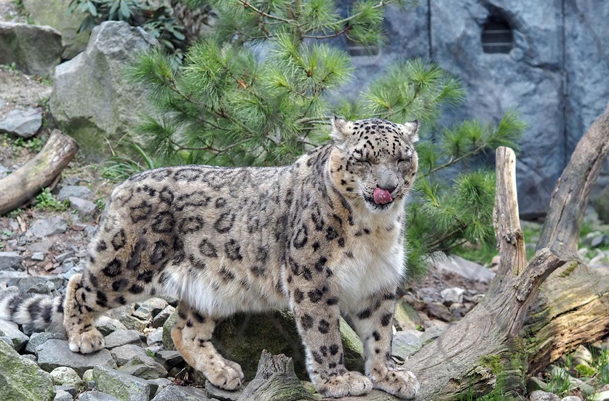 mydays Geschenkgutschein: Frühstück & Zoobesuch Leipzig für 2