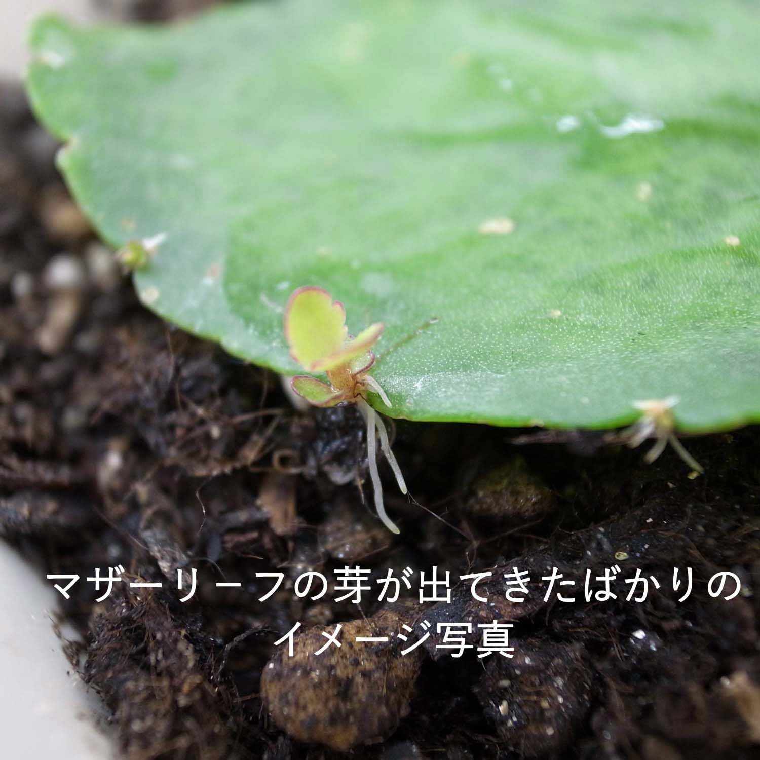 マザーリーフページ Amazon｜【ブルーミングスケープ】もぎたてフレッシュなマザー